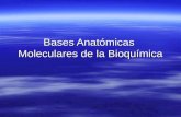Bases Moleculares De La Bioquimica ALR