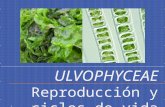 Ulvophyceae: Reproducción y ciclos de vida