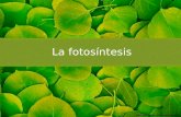 La fotosíntesis y sus fases