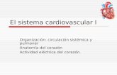Anatomia cardica 1