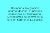 1. hormonas. hipotálamo. epífisis