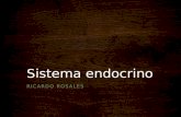 Sistema endocrino Histologia