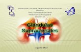 Diapositivas glandulas suprarrenales