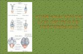 Sistema nervioso   vertebrados