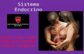 Clase 14 sistema endocrino