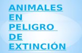 Animal En Peligro: Guacamayo Rojo