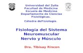 Fisiologia Neuromuscular