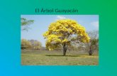 El árbol guayacán