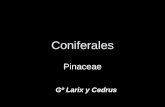 Coniferas pinaceas gº cedrus y larix