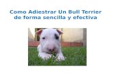 Como adiestrar un bull terrier de forma sencilla y efectiva