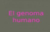El genoma humano-1