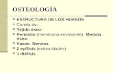 Sistema osteomuscular-11