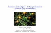 Bases neurales del aprendizaje y la memoria (II)