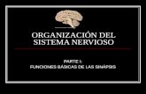 Clase 2 - Organización Del Sitema Nervioso
