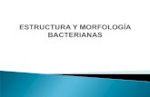 Estructura y fisiología bacteriana