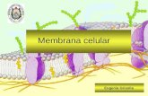 Membrana Celular Y Sistema De Endomembrana