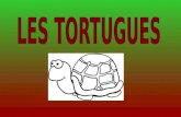 Presentaci³ tortugues