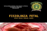 Fisiologia fetal
