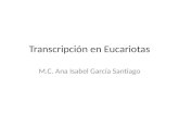 Transcripsion en eucariotas[1]