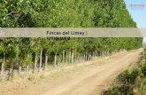 Fincas del Limay guideline-web