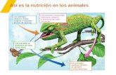 Nutricion reproducción _. relación animales  y plantas