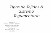 Tipos de Tejidos & Sistema tegumentario
