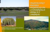Vegetación y paisajes vegetales de la península Ibérica