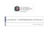 Placenta y membranas fetales2