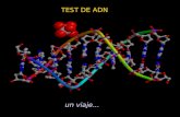 Test adn(b)   nm
