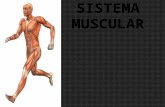 Sistema muscular nivel preparatoria