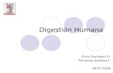 DigestióN Humana