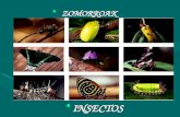 Zomorroak insectos