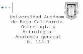Osteologia 114-1