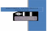 Anatomia Patologica Fichas Microscopia