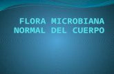 flora microbiana