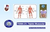 Histologia tejido muscular