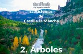 Ecosistemas de Castilla-la Mancha (2.Árboles)