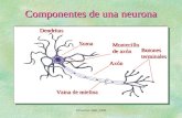 La neurona y el cerebro