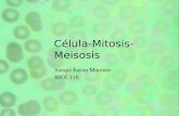 célula mitosis-meiosis