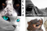 Anatomia del ojo animal