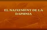 El Naixement De La Daphnia