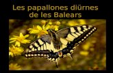 Les papallones diürnes de les Balears