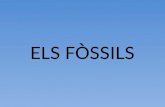 Fòssils 3r ESO