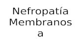 Nefropatías primarias