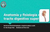 Anatomía y fisiología del tracto digestivo superior