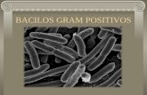 Bacilos grampositivos aerobios