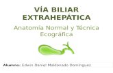 Vía Biliar Extrahepática: Anatomía Normal y Técnica Ecográfica