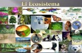 el ecosistema AEI