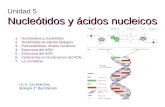 Nucleótidos y ácidos nucleicos