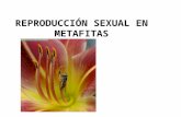 Reproducción sexual en las plantas
